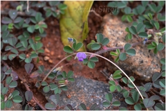 Desmodium triflorum